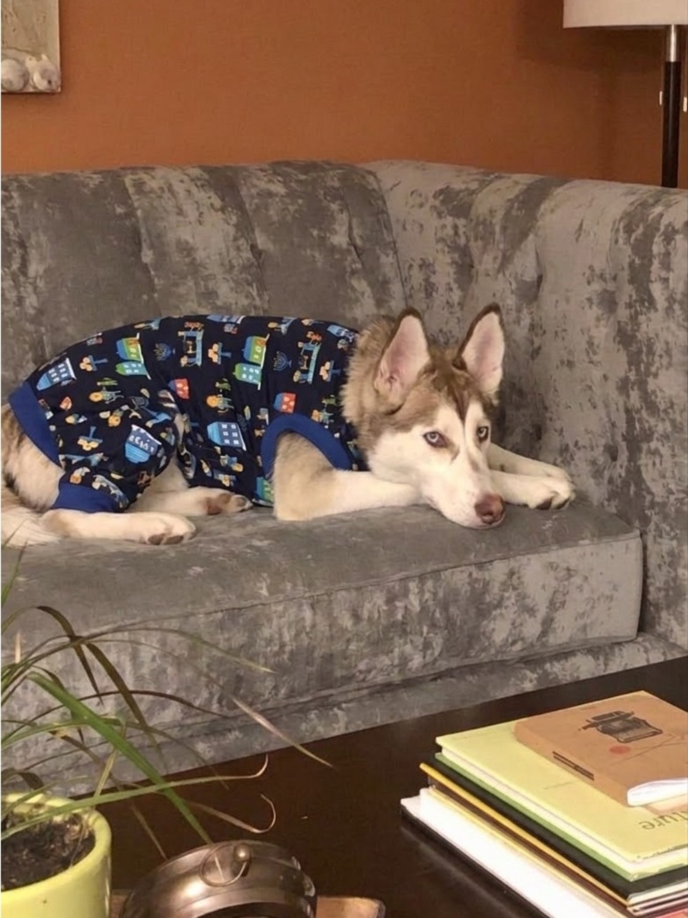 Target Hanukkah Dog Pajamas Onesie - Size XL
